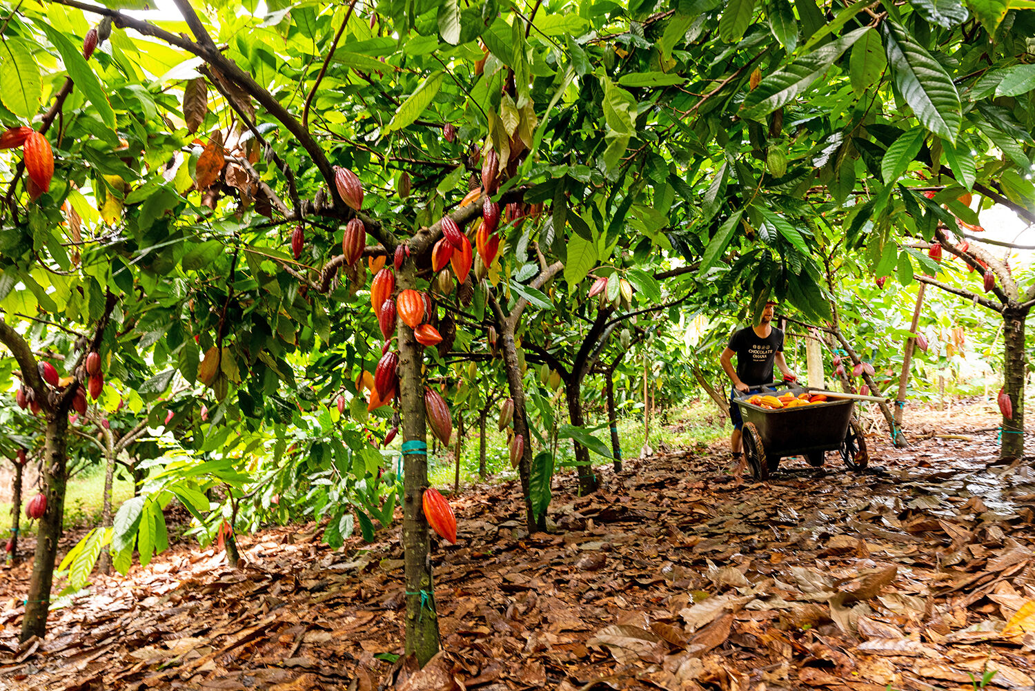 Lydgate cacao trees 2